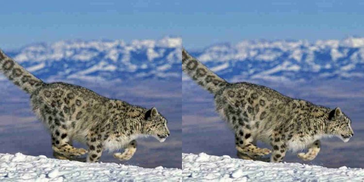 उत्तरकाशी वन प्रभाग क्षेत्र में बनाया जायेगा हिम तेंदुए का संरक्षण केन्द्र