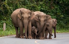बेटों को सम्पत्ति से बेदखल कर हाथियों ने नाम कर दी 5 करोड़ की सम्पत्ति
