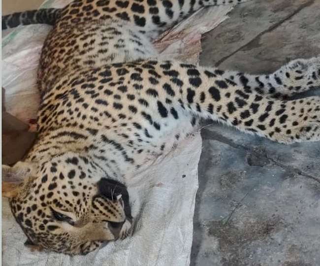 नरेंद्रनगर:शूटर जॉय हुकिल की गोली से नरभक्षी गुलदार ढ़ेर 