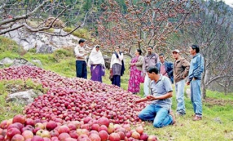 हर्षिल में सेब का सीजन चरम पर