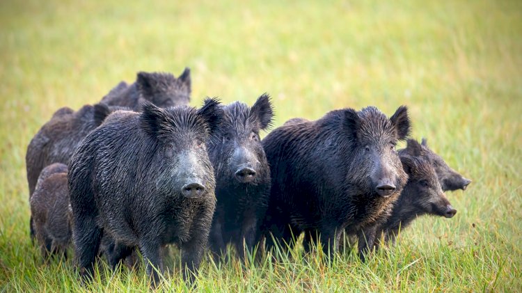 उत्तराखंड:फसलों को नुकसान पहुंचा रहे नील गाय-जंगली सूअर मारे जा सकेंगे