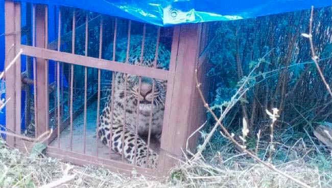 उत्तराखंड में यहां हुआ आदमखोर गुलदार पिजरे में कैद