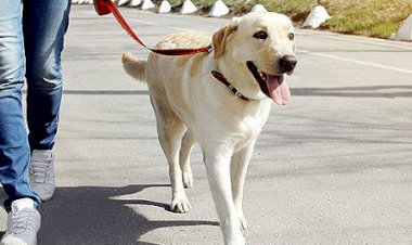 देहरादून: बिना लाइसेंस डॉगी घुमाने पर लगेगा जुर्माना 