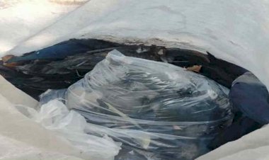 देहरादून में अलग-अलग जगहों पर मिले मरे कौए