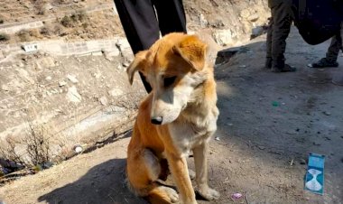 रैणी के सैलाब में बह गए इस बेजुबान के बच्चे, अब ताकती रहती है नदी को