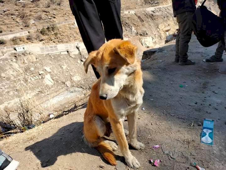 रैणी के सैलाब में बह गए इस बेजुबान के बच्चे, अब ताकती रहती है नदी को