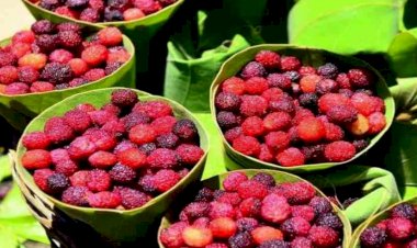 आश्चर्य! मार्च में पकने लगा काफल, यहां 250 रुपये किलो बिक रहा