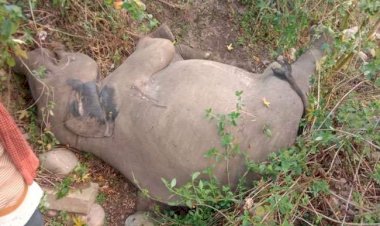 देहरादून: ट्रेन की टक्कर से हाथी के बच्चे की मौत