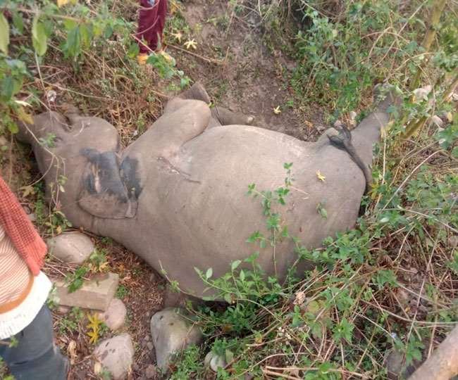 देहरादून: ट्रेन की टक्कर से हाथी के बच्चे की मौत