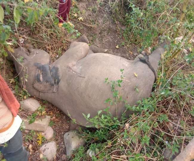 देहरादून: ट्रेन की टक्कर से हाथी के बच्चे की मौत