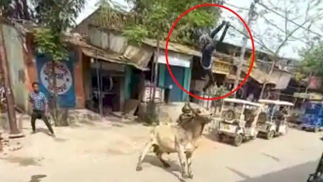 खौफनाक: राह चलते बुजुर्ग को सांड ने हवा में उछाला और पटक दिया
