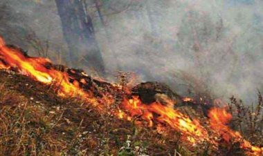 उत्तराखंड: जंगल की आग बुझा रहे बुजुर्ग की झुलसने से मौत