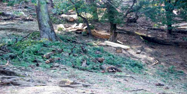 उत्तरकाशी : वयाली के जंगलों में हरे पेड़ों का कटान, देखें पेड़ों के कत्लेआम का भयावह मंजर