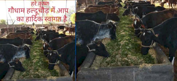 उत्तराखंड: भूख से दम तोड़ने की कगार पर 1300 गायें