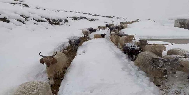 उत्तराखंड: हिमस्खलन की चपेट में आने से करीब एक हजार भेड़-बकरियों की मौत