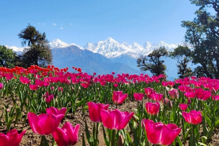 हिमालय से घिरे मुनस्यारी में रंग बिरंगे ट्यूलिप देखने वालों को पहली ही नजर में अपनी ओर खींच रहे हैं।