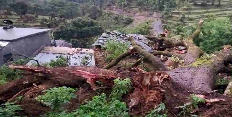 उत्तराखंड: घर के उपर गिरा भारी भरकम पेड़, दो की मौत सात घायल