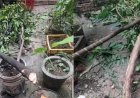 देहरादून: विश्व पर्यावरण दिवस पर मकान मालिक ने काटे फलदार पेड़, किराएदार ने वायरल किया वीडियो