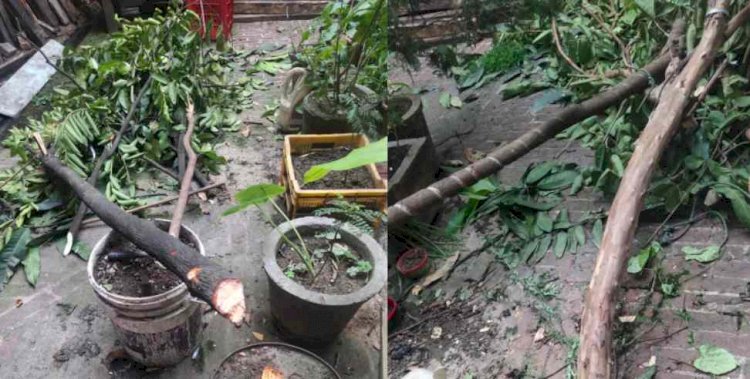 देहरादून: विश्व पर्यावरण दिवस पर मकान मालिक ने काटे फलदार पेड़, किराएदार ने वायरल किया वीडियो