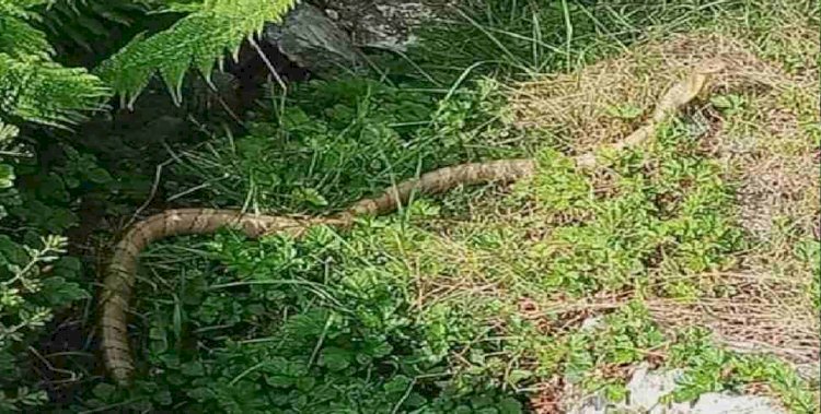 आश्चर्य! हिमालय की गोद में बसे मुन्स्यारी में मिला 6 फीट लंबा किंग कोबरा