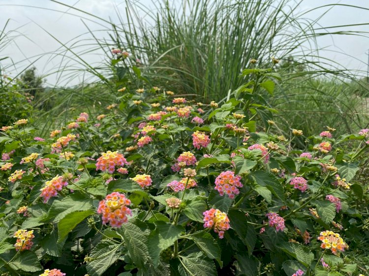 लैंटेना/कुरी को हटाकर घास तथा फलदार पौधों रोपा जाए: सीएम तीरथ