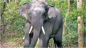 ऋषिकेश: घर लौट रहे किशोर पर हाथी का हमला, पटक-पटक कर ले ली जान