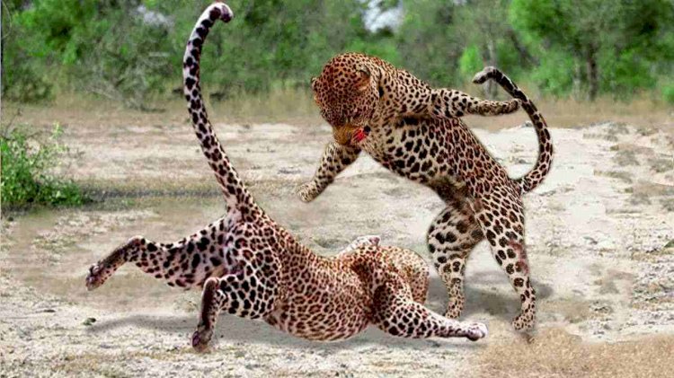 कार के सामने सड़क पर ही भिड़ गए दो खूंखार तेंदुए, वीडियो वायरल