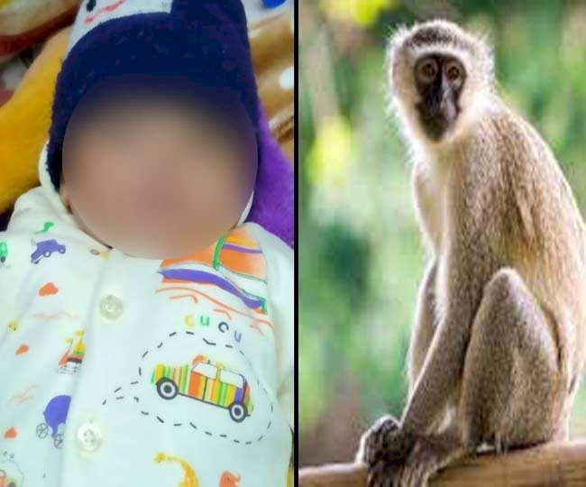 हैरतंगेज: नवजात की संदिग्ध मौत.. बंदर पर लगा आरोप