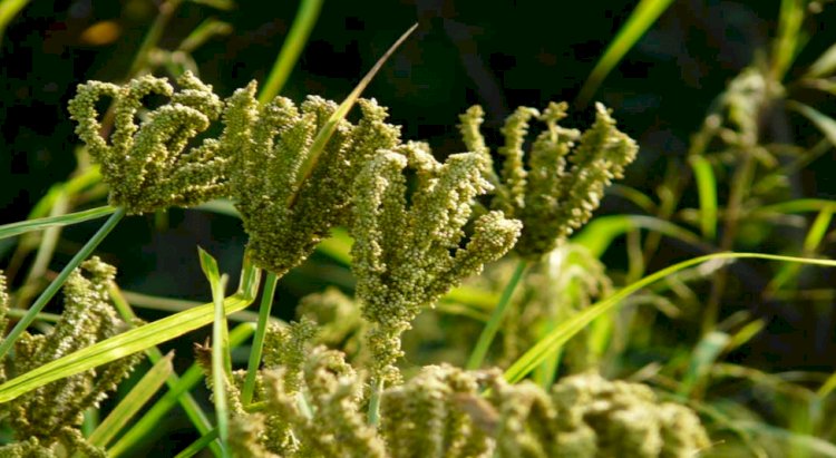 केंद्र सरकार ने मण्डुआ के 0.096 लाख मीट्रिक टन की प्रोक्यूरमेंट की अनुमति दी, धामी ने दिया पीएम को धन्यवाद