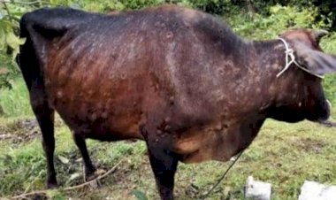 पंजाब में लम्पी वायरस वैक्सीन ड्राइव 15 फरवरी से