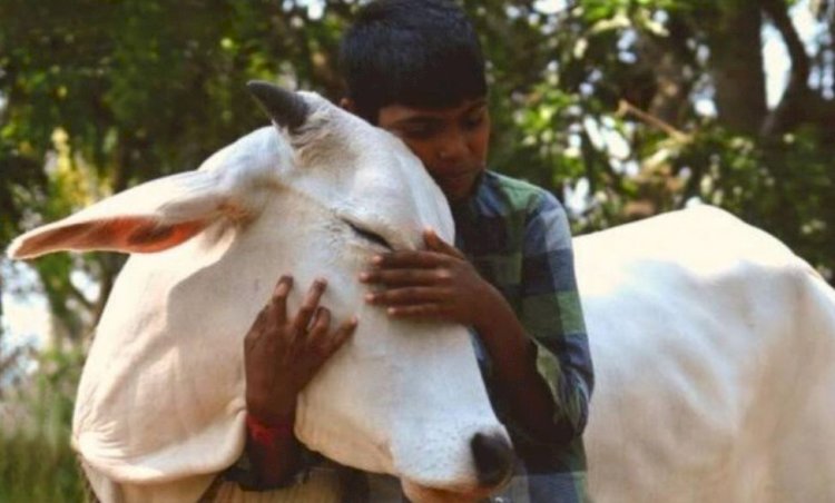 काऊ डे पर केंद्र सरकार ने लिया यू-टर्न, विपक्ष ने उड़ाया मजाक