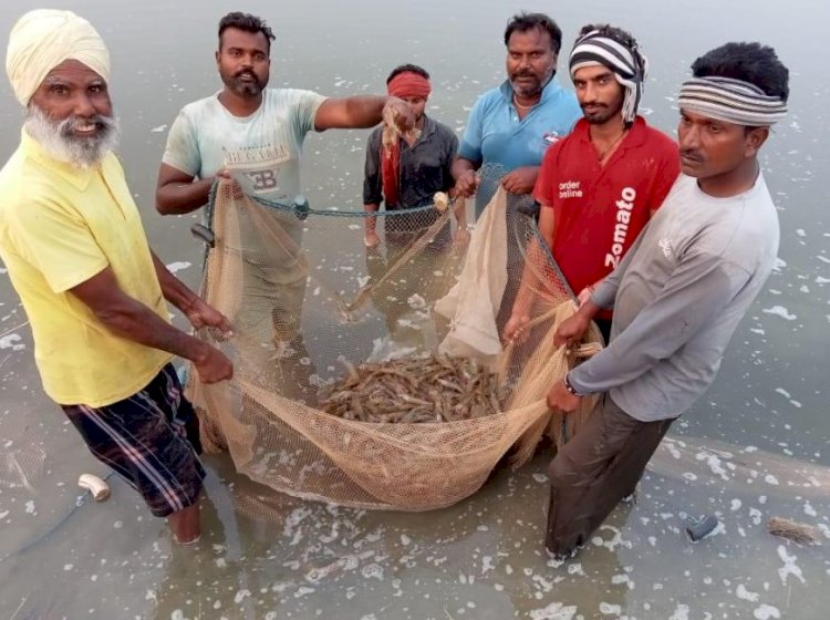 पंजाब सरकार की बड़ी पहल, झींगा पालन का क्षेत्र बढ़ाकर 5 हजार एकड़ किया जाएगा
