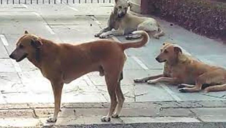 सुप्रीम कोर्ट ने आवारा कुत्तों के संबंध में आदेश जारी किए