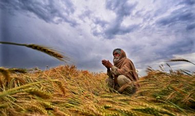 खेतों में पानी भरा, लुधियाना जिले का सिधवां बेट सबसे ज्यादा प्रभावित