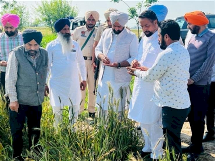 मुख्यमंत्री भगवंत मान ने विधायकों से गेहूं की फसल के नुकसान की राहत में तेजी लाने को कहा