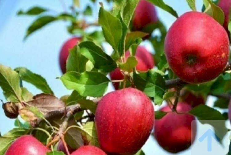 सरकार ने सेब के आयात पर पाबंदी लगाई