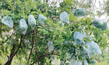 करोड़ों रुपये के अमरूद बाग मुआवजा घोटाले में 17वीं गिरफ्तारी