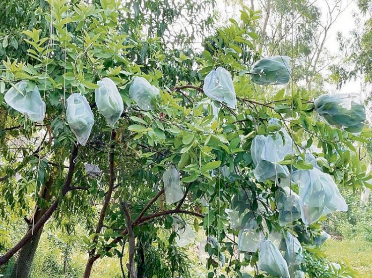 करोड़ों रुपये के अमरूद बाग मुआवजा घोटाले में 17वीं गिरफ्तारी
