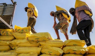 पंजाब में निजी डीलरों ने किसानों को बिक्री के लिए 90% डीएपी आवंटित किया