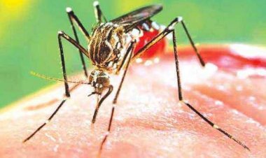 पंजाब डेंगू की चपेट में, मामलों की संख्या 4,500 के पार