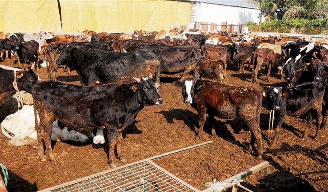 डेयरी फार्मों, गौशालाओं के लिए पंजाब प्रदूषण नियंत्रण बोर्ड की मंजूरी जरूरी