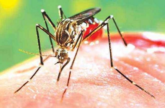 पंजाब डेंगू की चपेट में, मामलों की संख्या 4,500 के पार