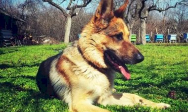 काटने की घटनाओं के बाद बिडेन का कुत्ता कमांडर अब व्हाइट हाउस में नहीं है