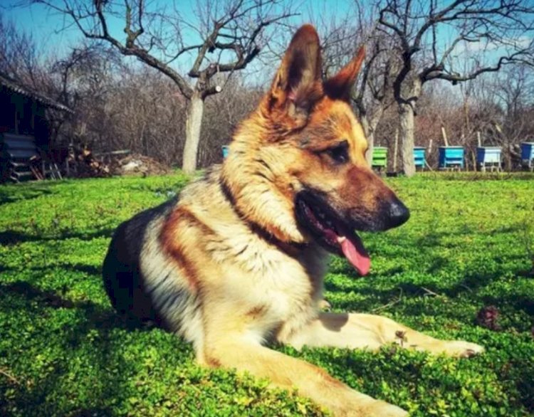 काटने की घटनाओं के बाद बिडेन का कुत्ता कमांडर अब व्हाइट हाउस में नहीं है