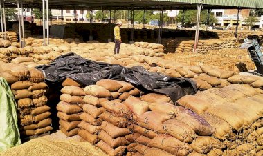 पंजाब में धान की खरीद 100 लाख मीट्रिक टन के पार