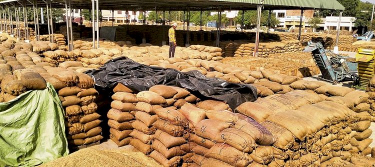 पंजाब में धान की खरीद 100 लाख मीट्रिक टन के पार