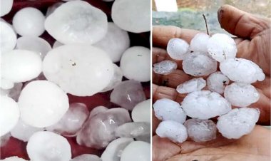 ओलावृष्टि से 23,485 एकड़ गेहूं हुई खराब, सरसों की फसल को भी हुआ नुक्सान