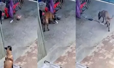 शॉर्ट सर्किट से घर में लग जाती आग, वफादार कुत्ते ने समझदारी से बचा लिया, वीडियो वायरल