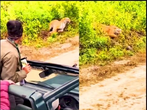 जंगल में घूम रहे थे टूरिस्ट, तभी टाइगर ने दिया ऐसा 'सरप्राइज़', फोटो खींच रही लड़की आँखे फटी रह गई