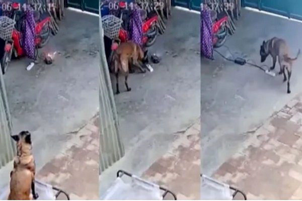 शॉर्ट सर्किट से घर में लग जाती आग, वफादार कुत्ते ने समझदारी से बचा लिया, वीडियो वायरल